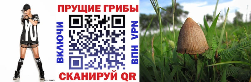 купить закладку Владикавказ Псилоцибиновые грибы Magic Shrooms